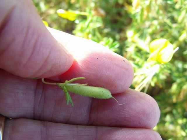 Ononis natrix (Fabaceae)